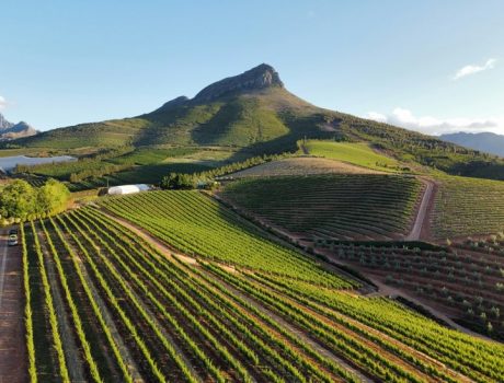 winelands _nenad-gataric-2GZvGZh4dJc-unsplash